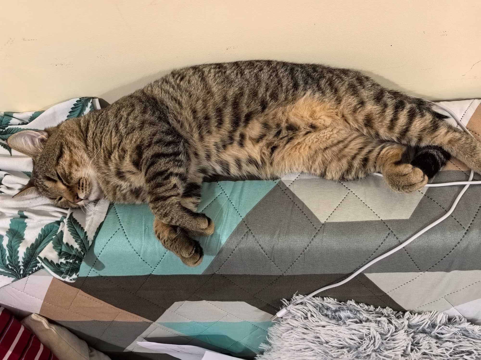 Подарява се коте