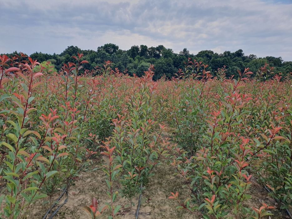 Photinia Red Robin