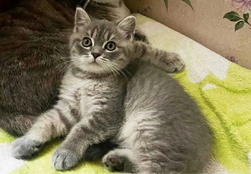 British Shorthair Silver Mascul
