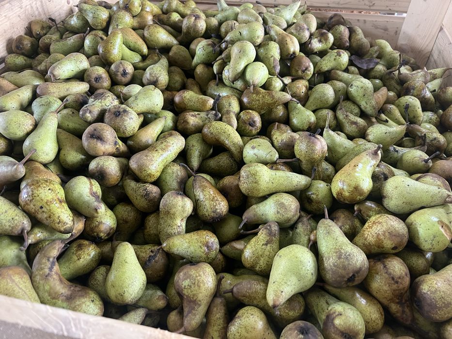 Pere industrie sau pentru tuica