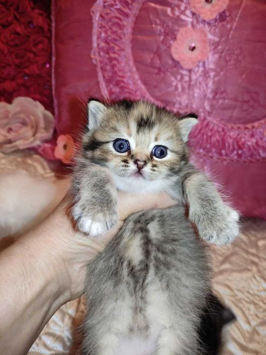 Бронируются котята