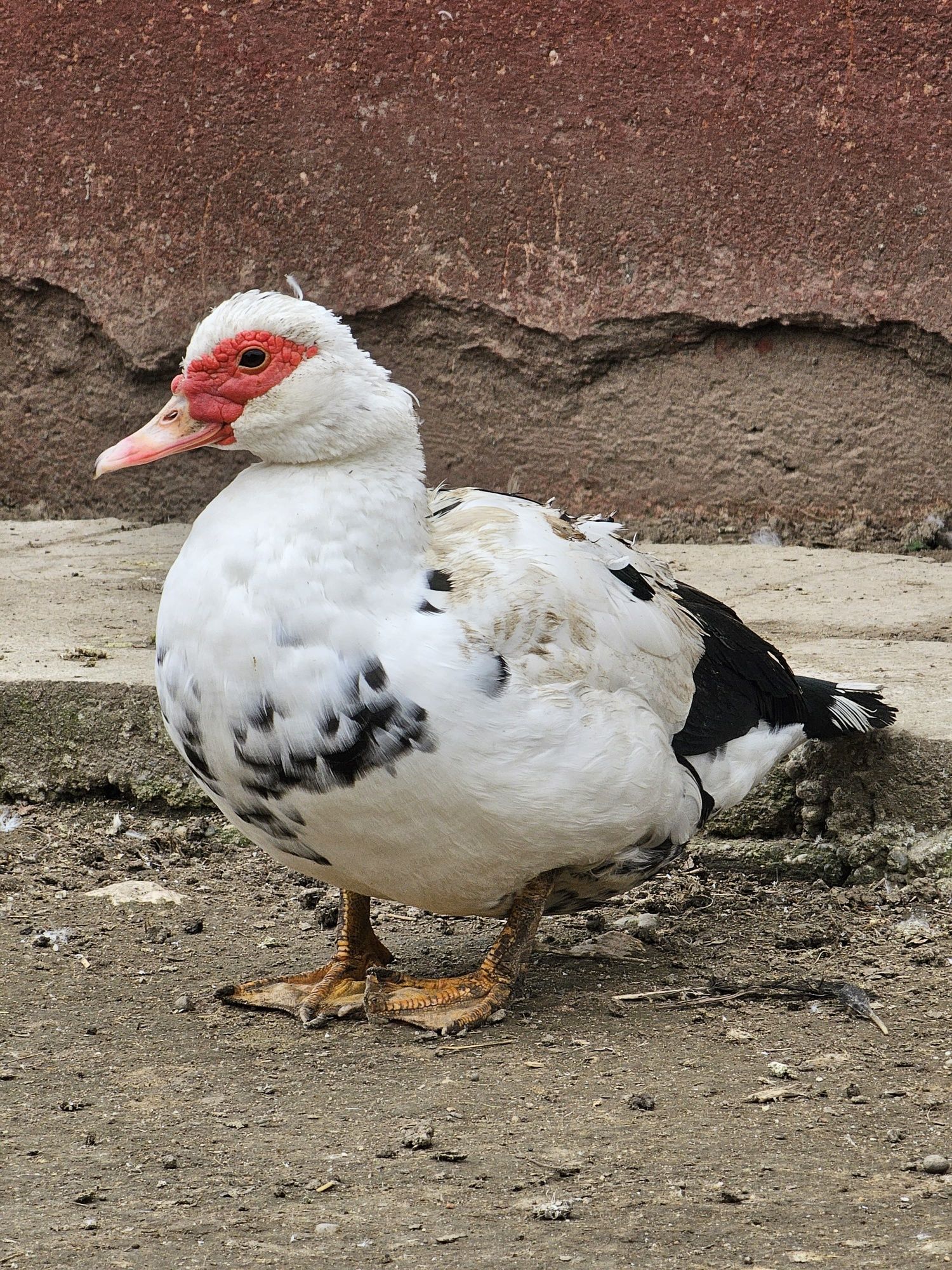 Rate mute de vânzare 12 bucăți 6 rate și 6 rățoi.