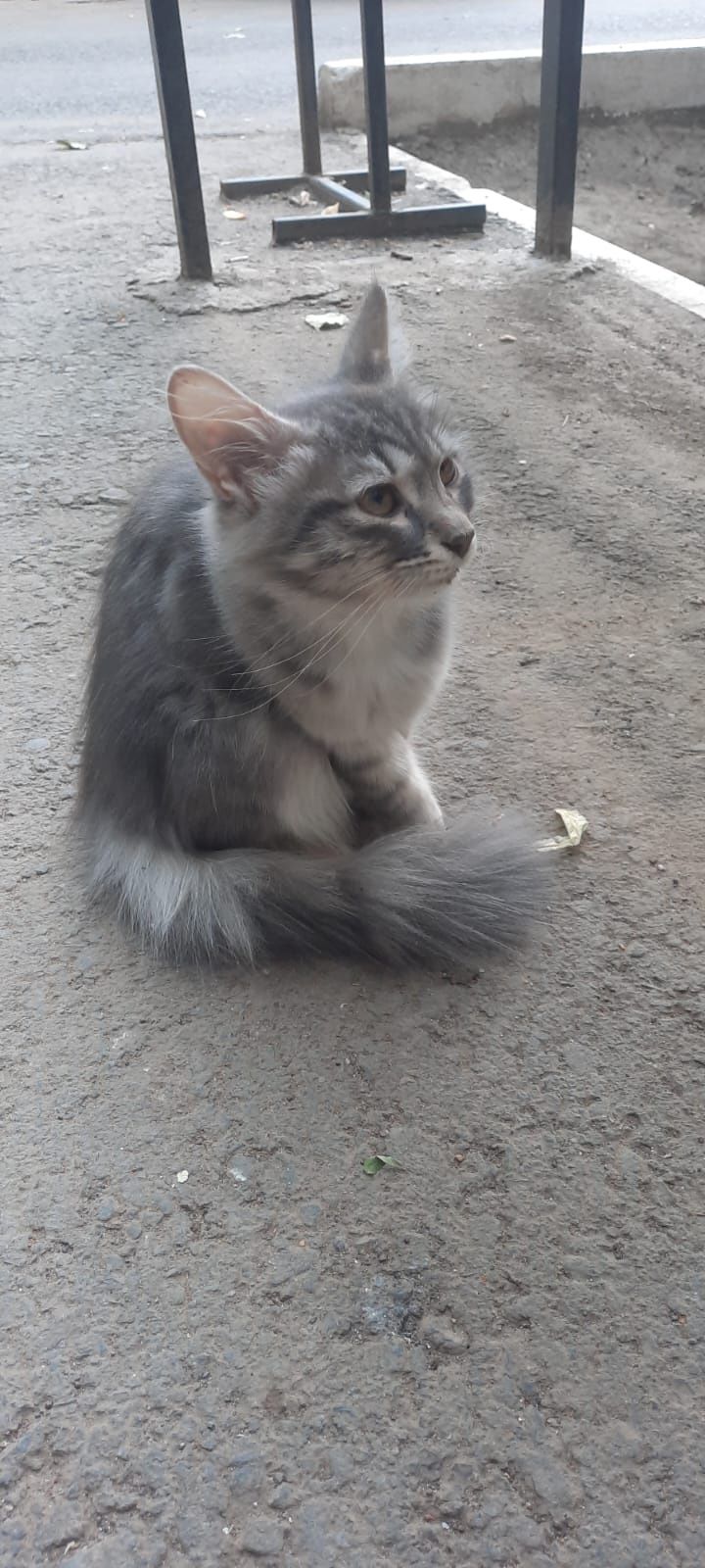 Отдам котёнка девочку в добрые руки