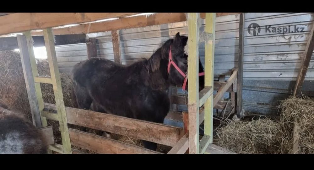 Продам лошадь торг есть