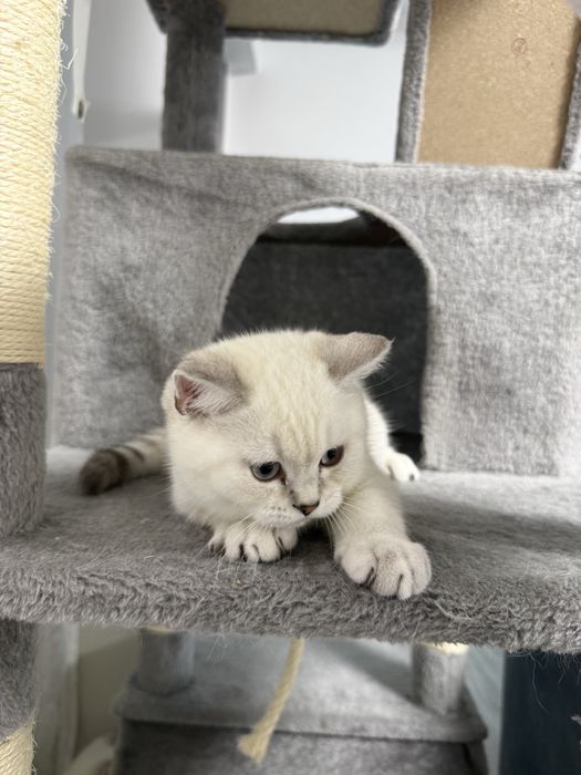 Baietel British Shorthair