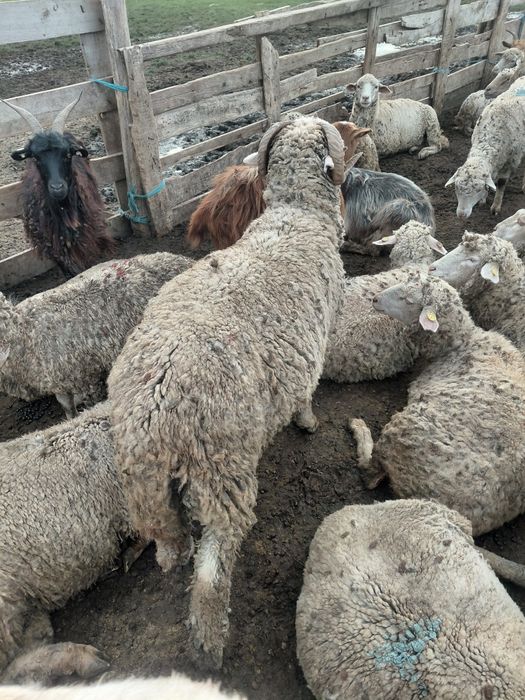 Carlani de vanzare 17 lei kg