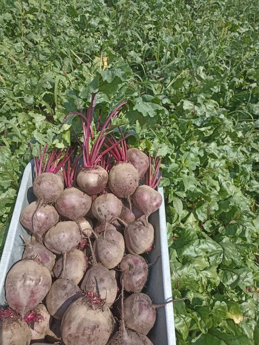 Sfecla Rosie calibru mare