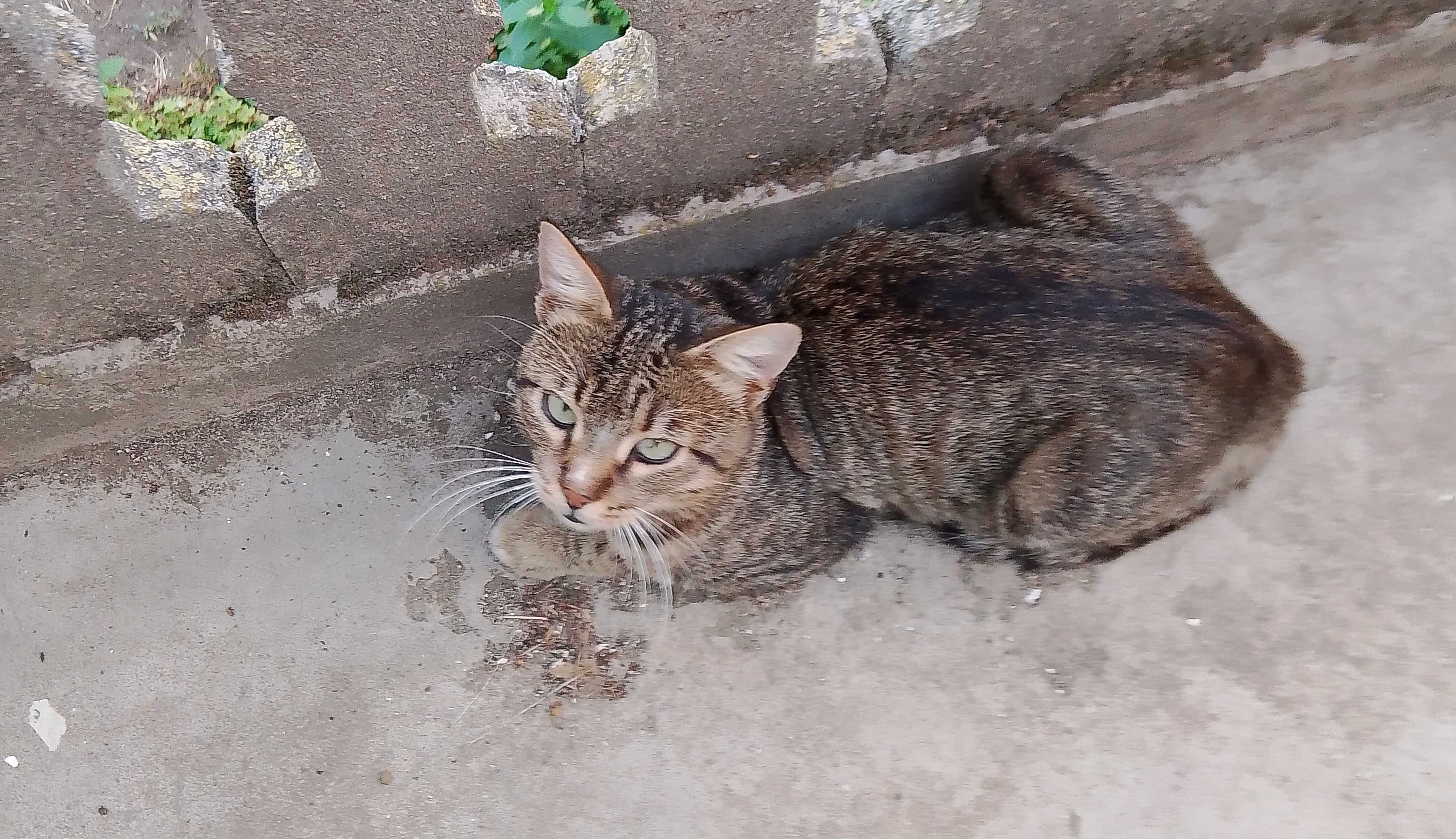 Подаряват се котета