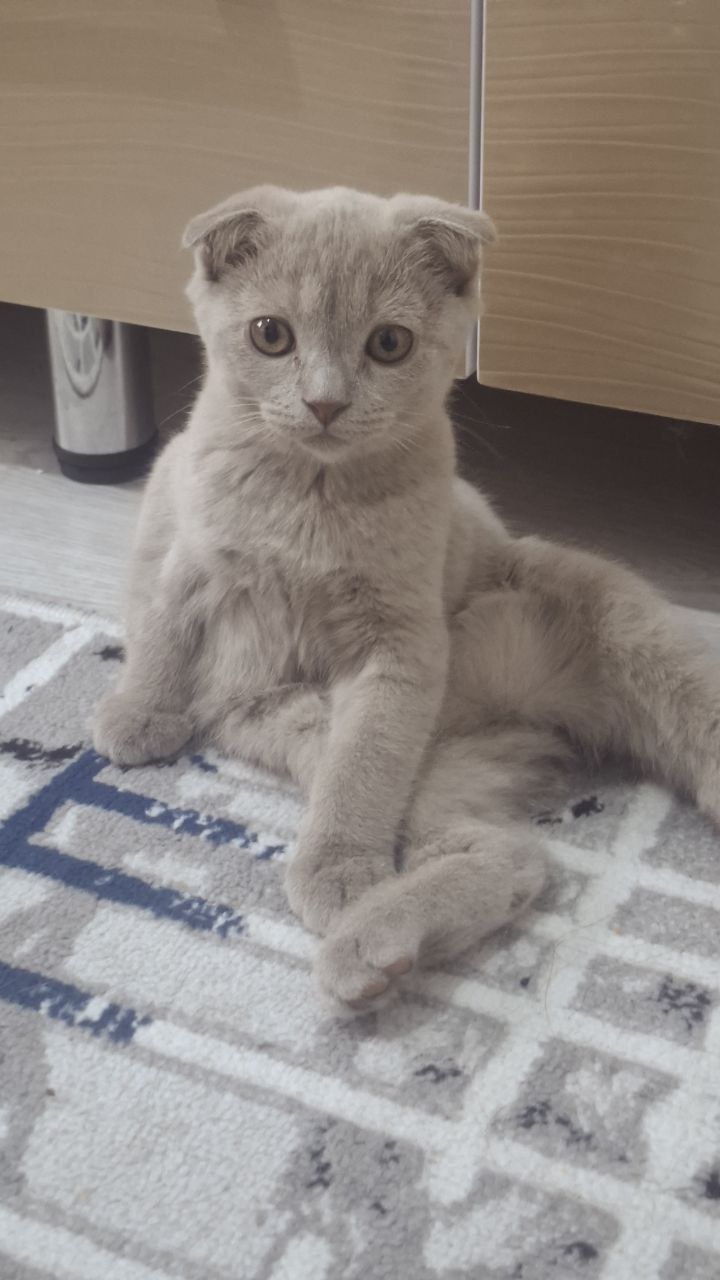 Scottish Fold mushuk Sotiladi