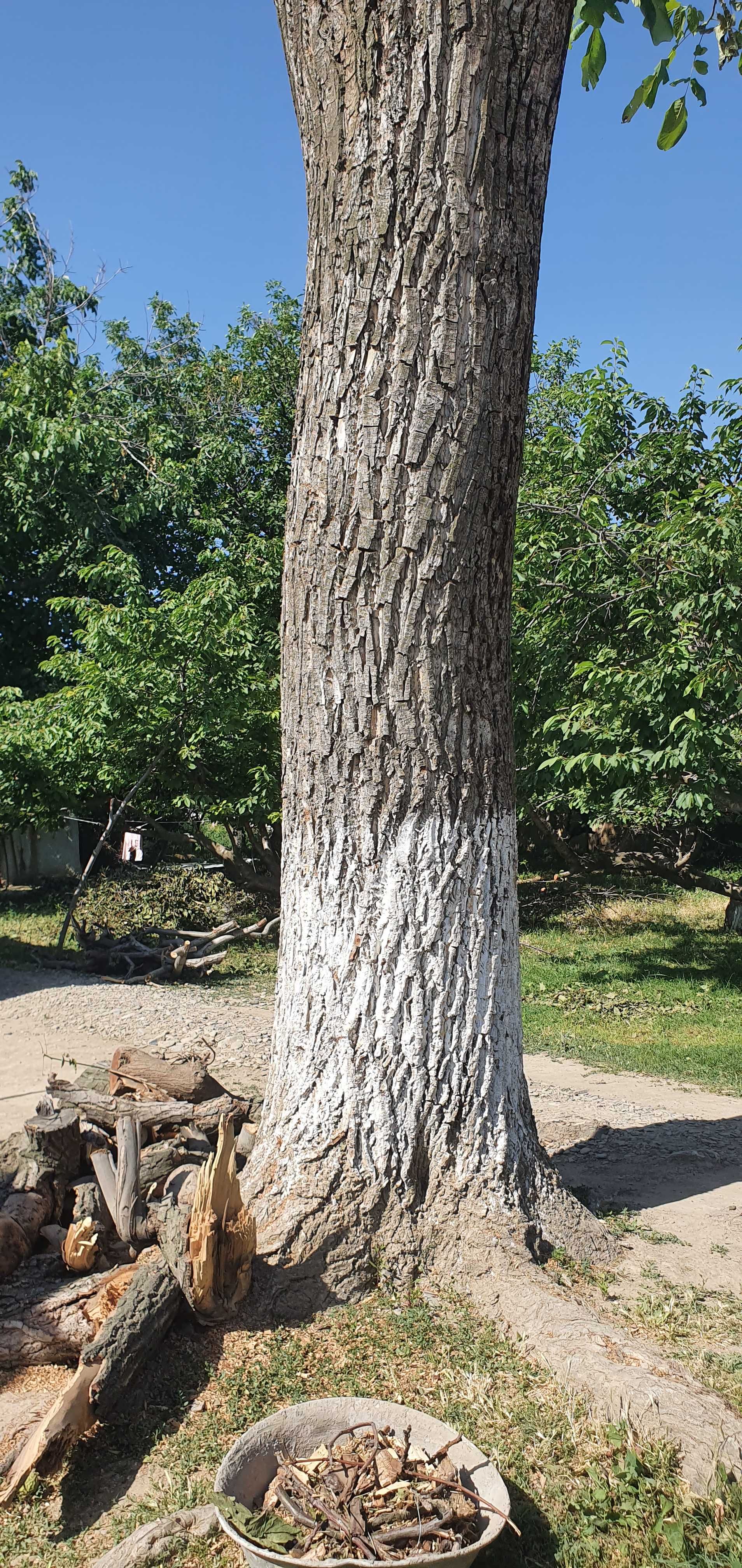 100 yoshdan oshgan yong'oq daraxti (mebel va bezakli yog'och) sotiladi