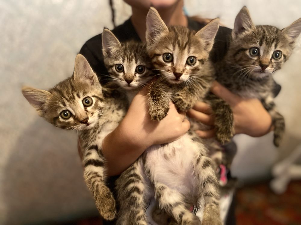 Котята ищут свой дом.Отдам котят в добрые руки.3 мальчика 1 девочка