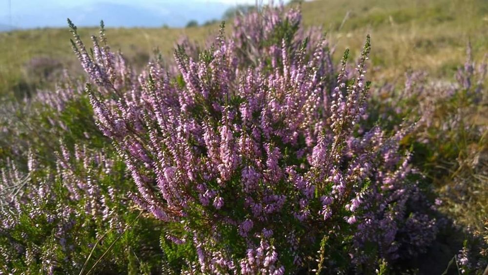 Miere certificată ecologic