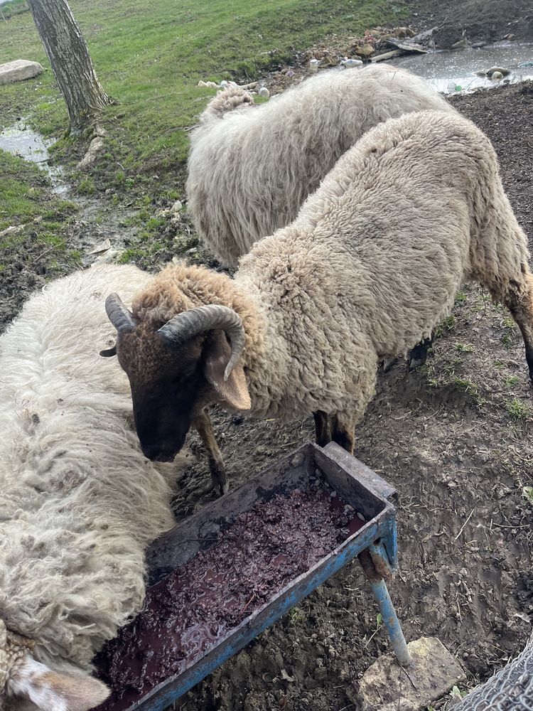 Vand Berbecut sau schimb cu mieluta merinos