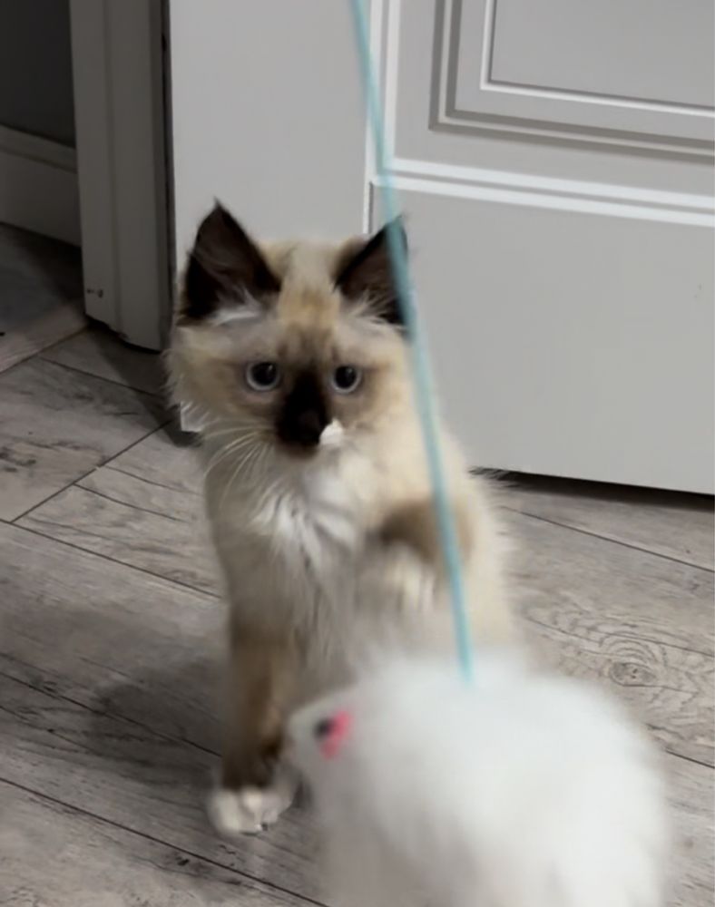 кошка породистая