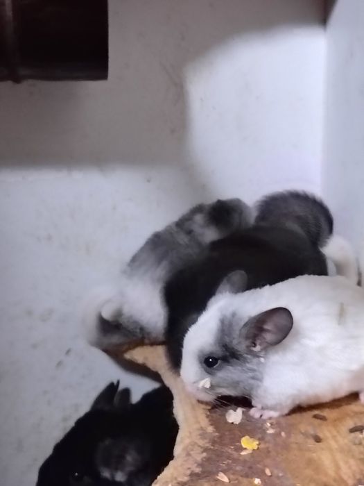 Чинчили две мъжки