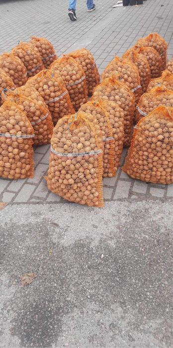 Nuci in coajă 2025 Cantități Mari