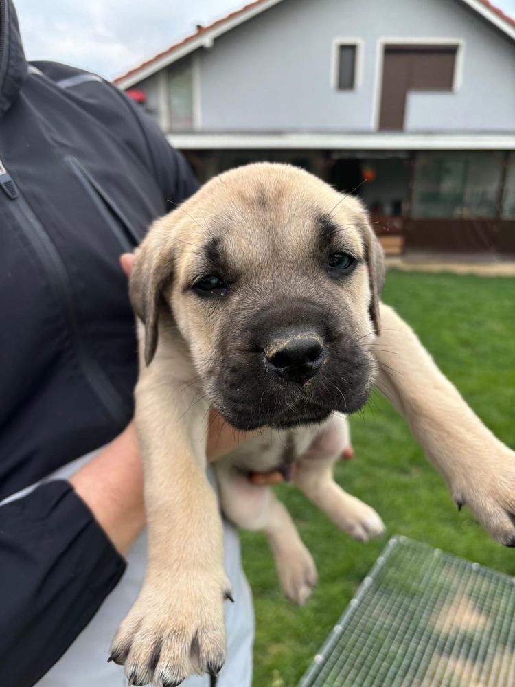 Cane corso 6 saptamani mai multe detalii in privat