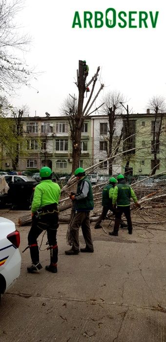 Taieri doborari si toaletari arbori copaci pomi orice dificultate