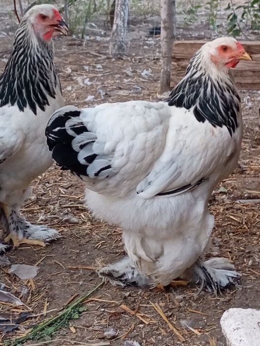Vând ouă de găină Brahma