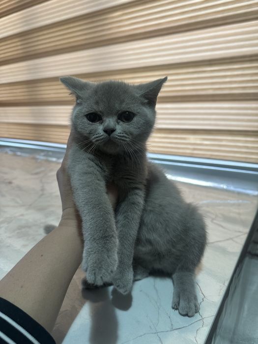 Продается котенок.