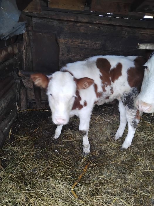 De vânzare vițică