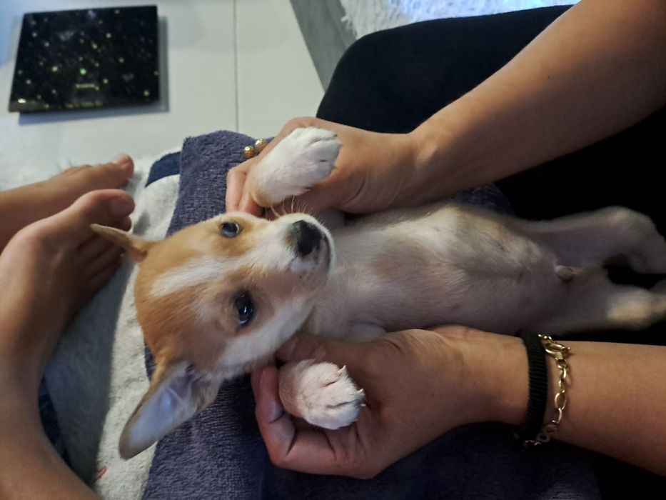 Подарявам малко куче