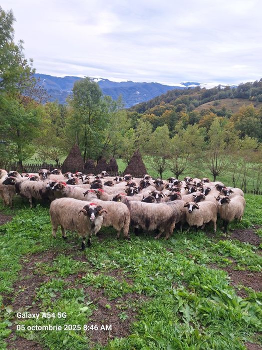 Vând oi 60 de bucăți