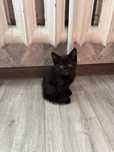 Отдам котенка в добрые руки