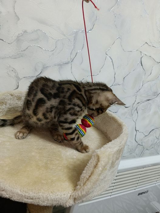 Бенгальский котенок мальчик