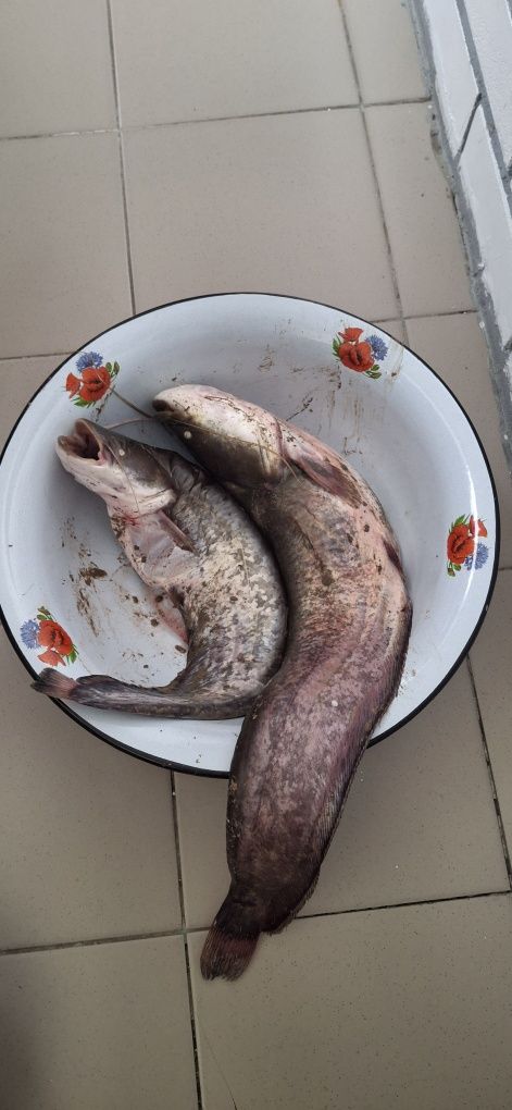 Лака(жайын) сатылады
