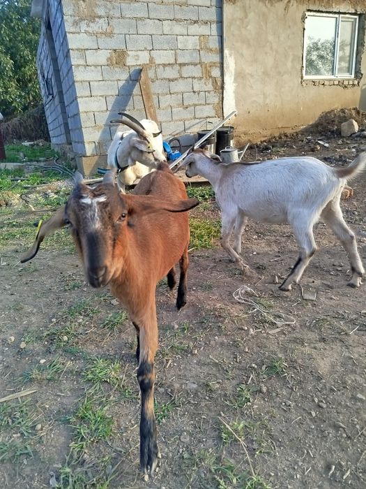 Альпий лактар сатылады анасы 5+ литр