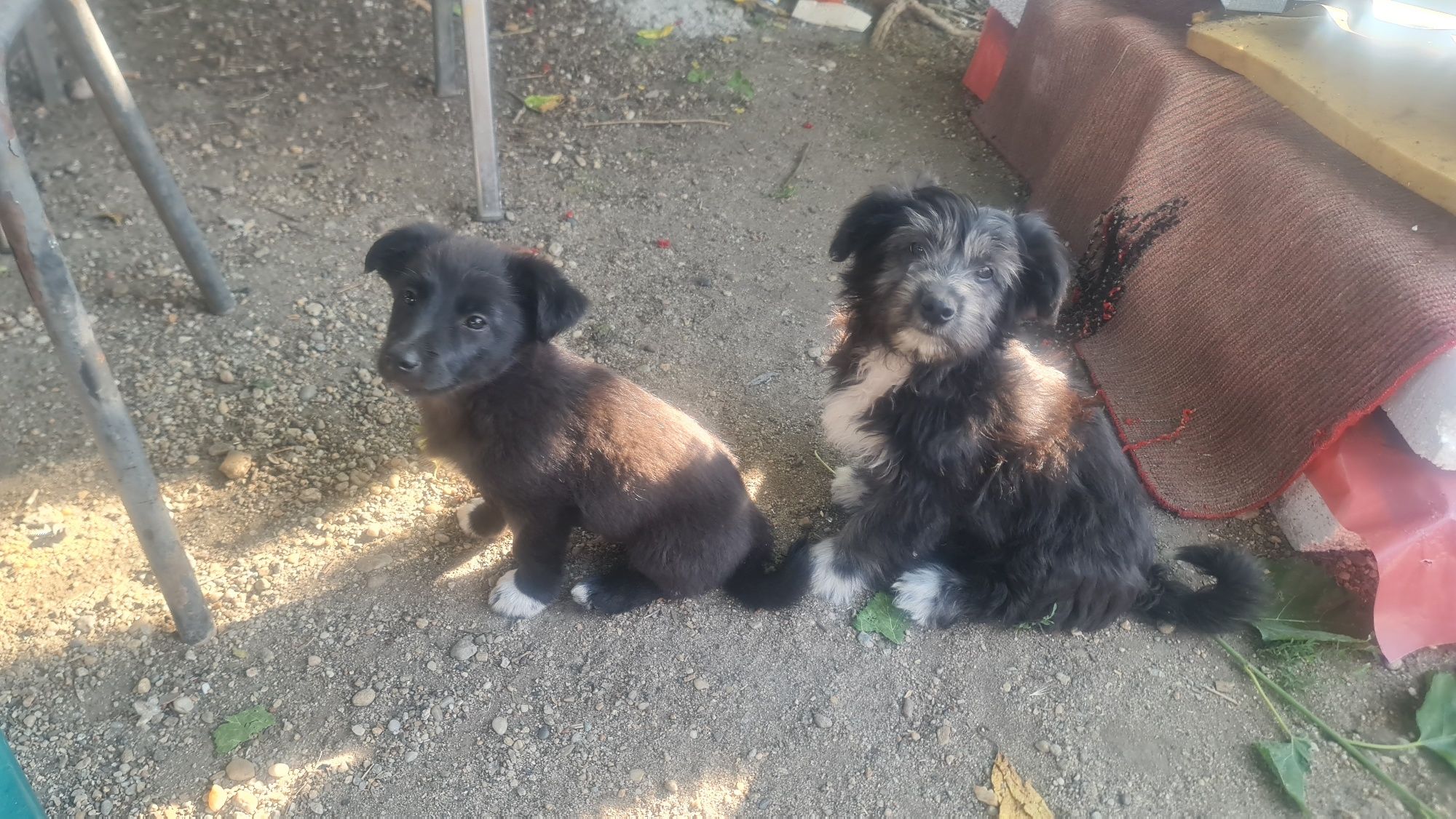 Ofer spre adoptie 2 catelusi dragalasi (baieti)