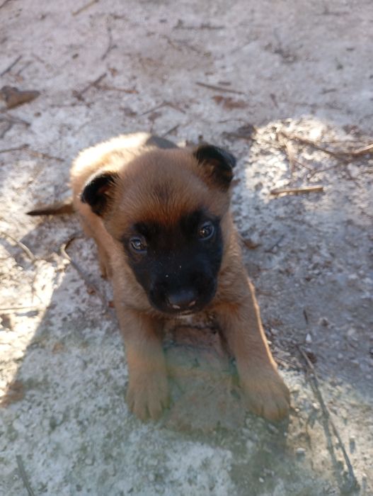 Белгийски овчарки