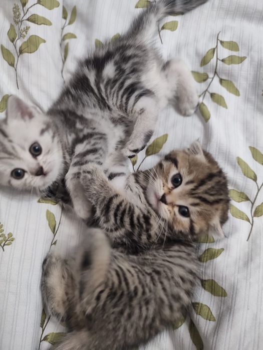 Котята Скоттиш Страйт Скотттиш Фолд (Вислоухий)