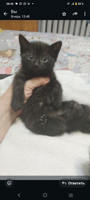 Отдадим черного котенка в дружную семью