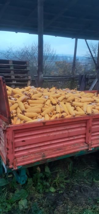 Porumb stiuleti proaspat cules