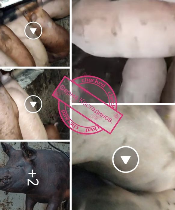 Домашно отгледани прасета.