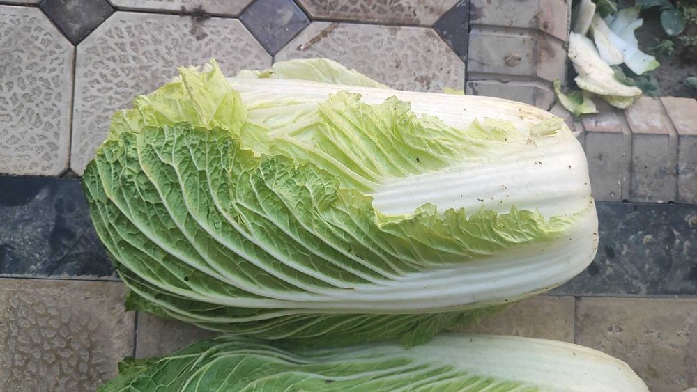 Пекинская капуста