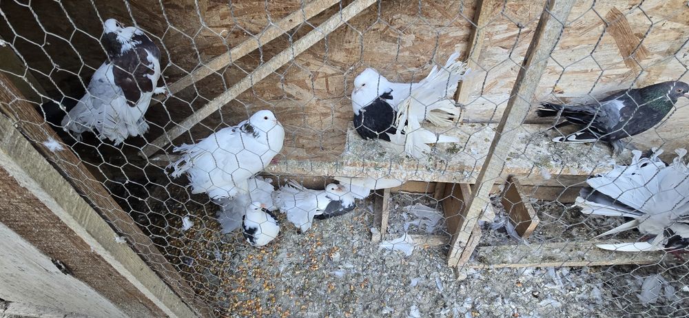 Vand porumbei voiajori si curcanasi