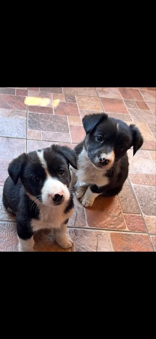 Cațeluşi spre adopție