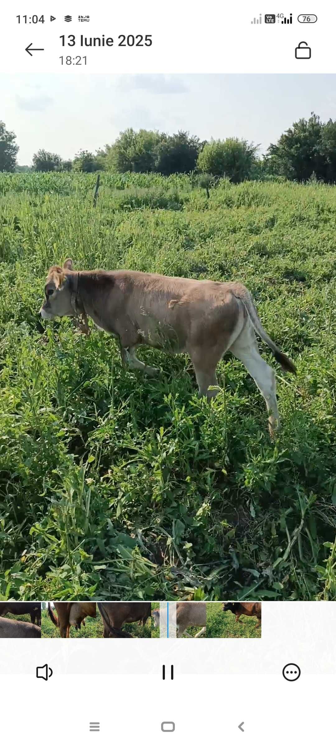 De vânzare vaca cu vițea de 2 luni