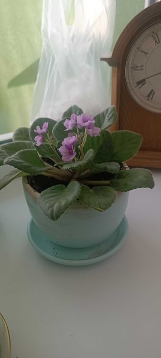 Продам цветы в горшке фиалки с доставкой