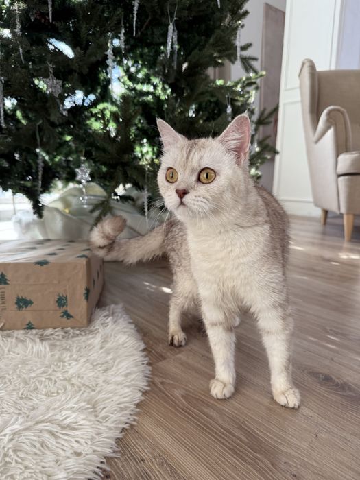 Отдам кошку в добрые руки. Стерилизована