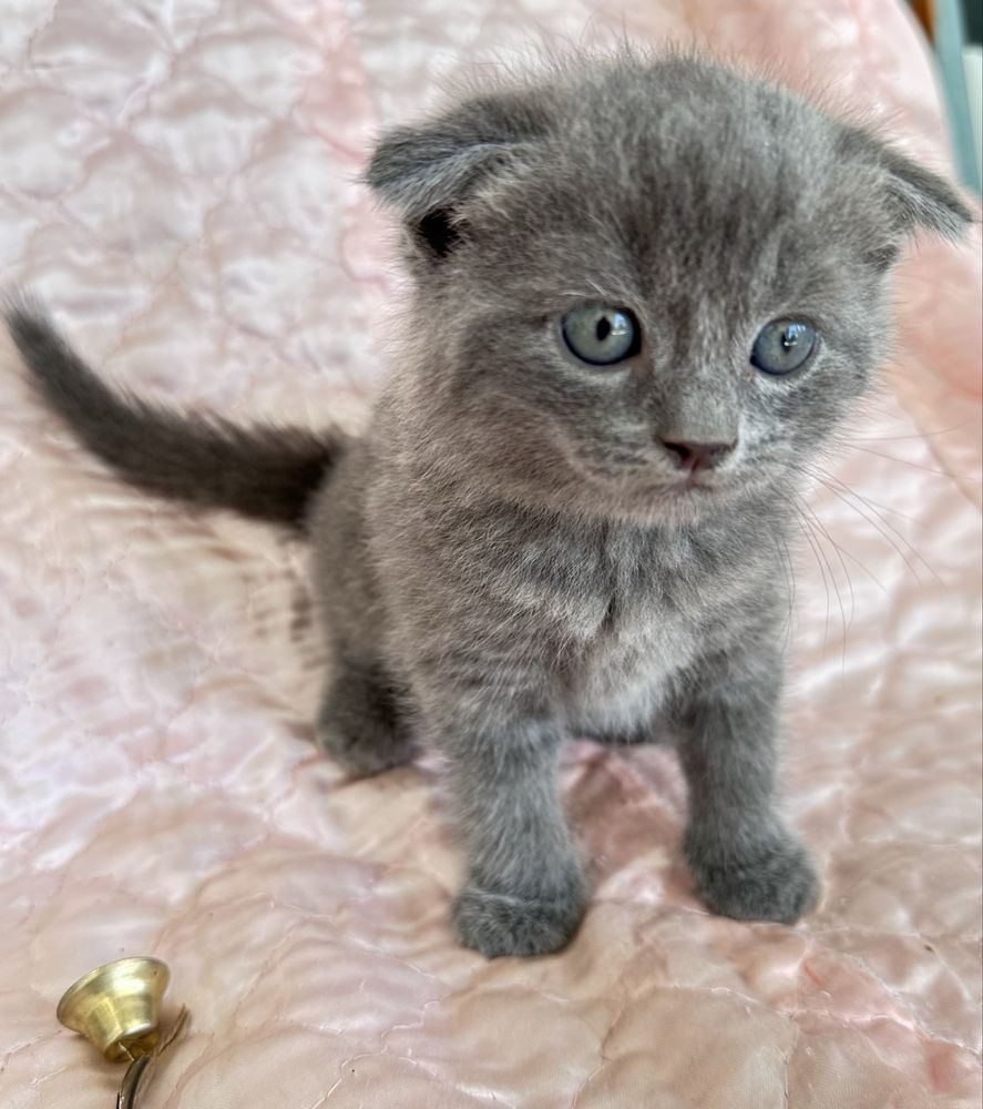 Продается породистые котята
