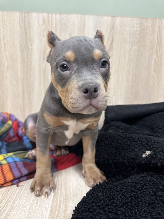 Мальчики и девочка американский булли