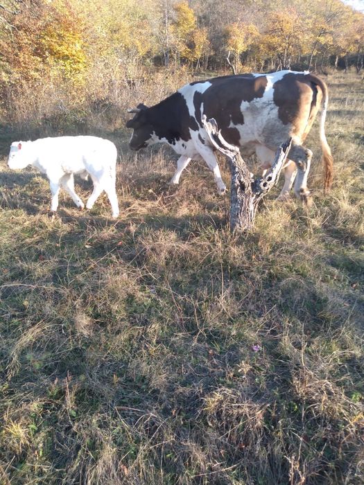 Vand vaca baltata romaneasca