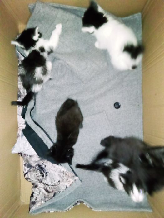 Отдам котят в добрые руки