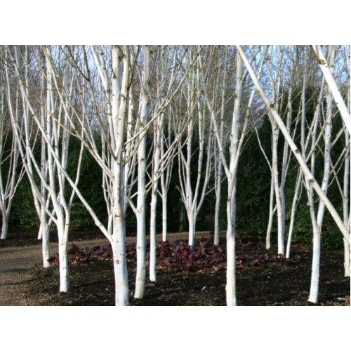 Бяла бреза в саксия