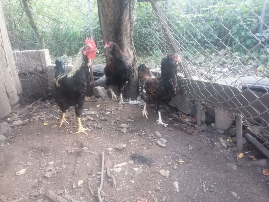 Vând cocoși de diferite rase