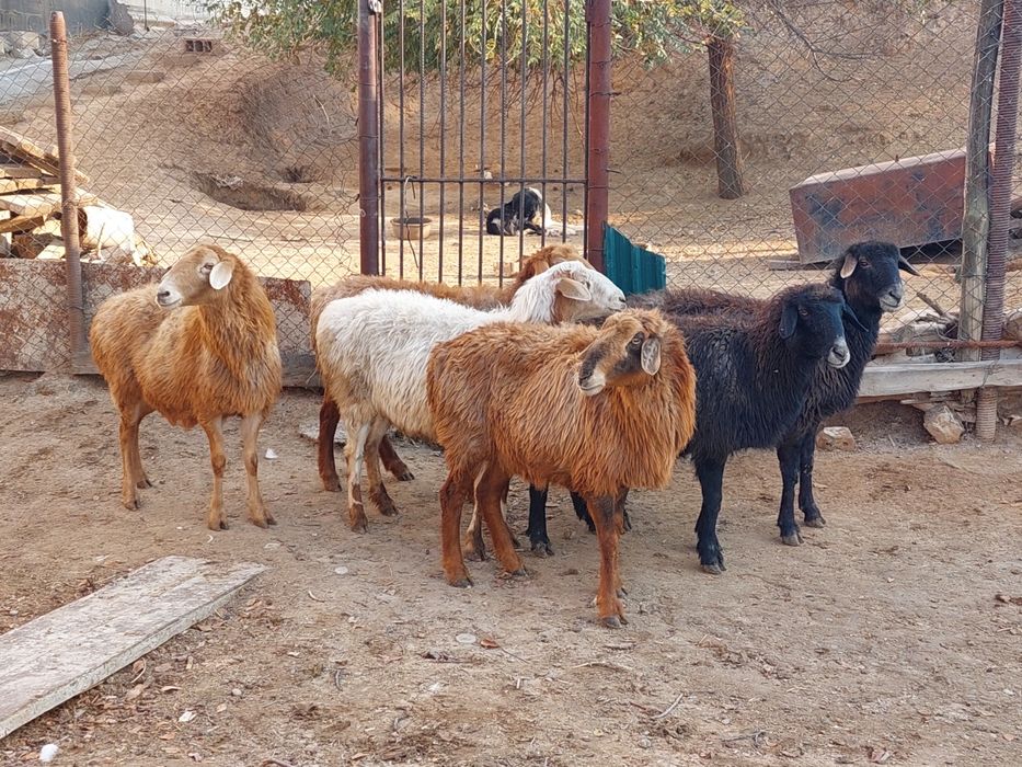 Қойлар  жеп тұрған бойдақ сатылады